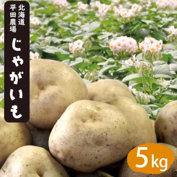 oג VႪ VႪ  kC c_̂ႪiƂEj݁EL^AJE[NCjLTCY 5kg / V Ⴊ Ⴊ