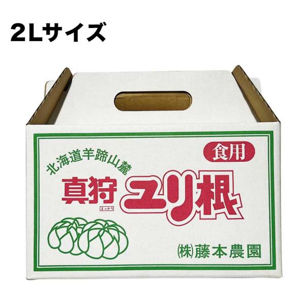 「ゆり根」1kg【2026年収穫】北海道真狩産藤本農園［大きい/百合根/ユリ根/ゆりね/ユリネ/贈り物/ギフト］