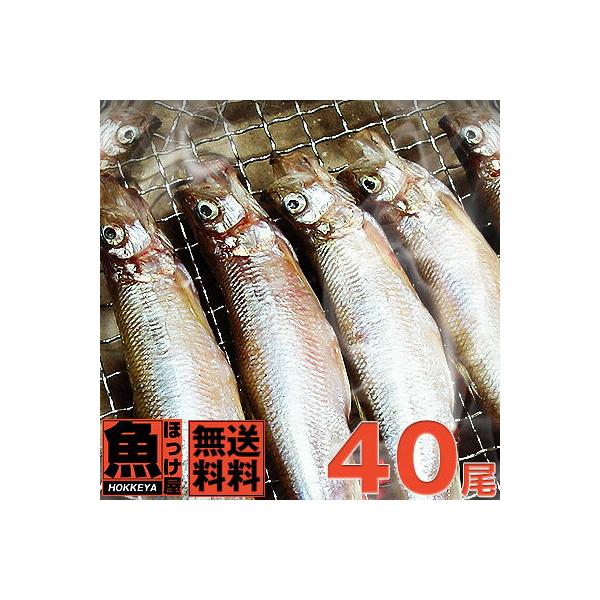 ここ北海道の太平洋沿岸でのみ漁獲される「本ししゃも」メスならではの、プチプチ卵をご堪能下さい。（ギフト お歳暮 誕生日プレゼント 内祝い 贈り物 母の日 父の日）