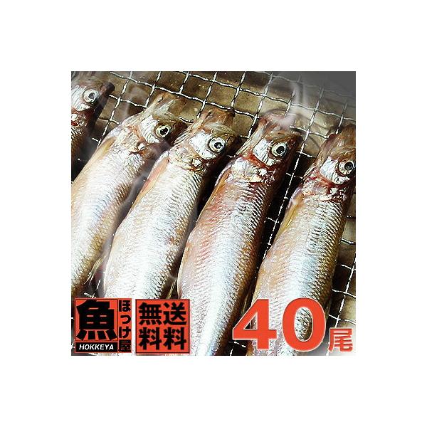 送料無料】北海道（広尾産）ししゃも 大メス20尾 大オス20尾の夫婦