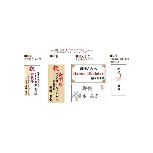 胡蝶蘭 ３本立ち 白 ピンク セミアルバ ３５ ３９輪 フラワーギフト お祝い お誕生日 開店祝い 移転祝い 誕生祝い お供え ラッピング 送料無料 Gorkhasansar Com