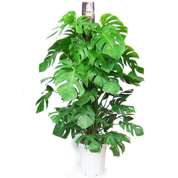 観葉植物 モンステラ 大鉢（10号） 鉢皿付き 贈り物 ギフト 贈答 