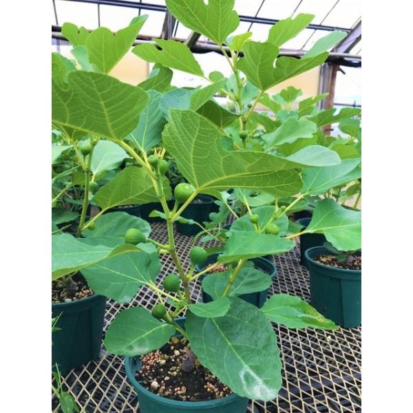 産直 いちじくの鉢植え ホワイトイスキア 白イチジク 特ａ 1鉢1個口毎に送料かかります 鉢皿付き ギフト お中元 贈り物 美容 健康 Buyee Buyee 日本の通販商品 オークションの代理入札 代理購入