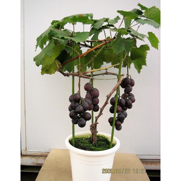 産直 育てて 食べる 葡萄 ブドウ ぶどうの鉢植え 巨峰 特ａ ギフト お中元 贈り物 父の日 送料無料 Buyee Buyee 日本の通販商品 オークションの入札サポート 購入サポートサービス