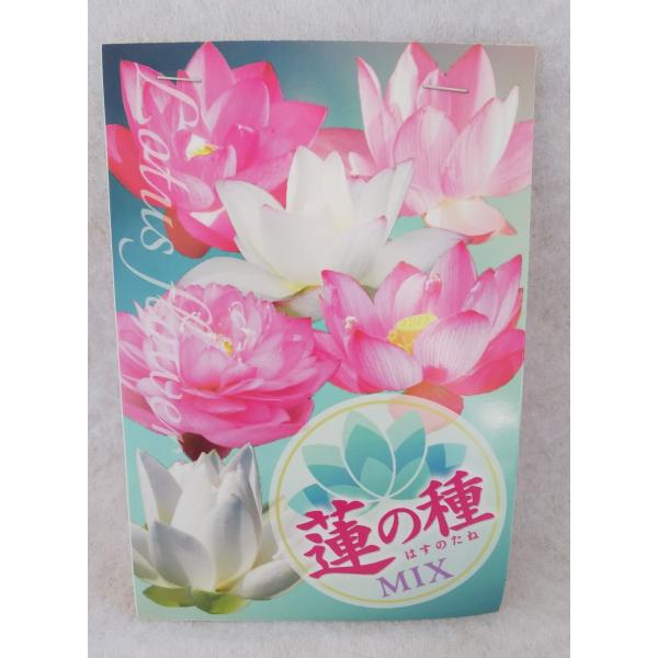 送料無料 蓮の種 ミックス ５粒 Buyee Buyee Japanese Proxy Service Buy From Japan Bot Online