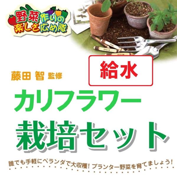 藤田智先生監修 カリフラワー栽培セット 給水プランター 苗はついておりません 北越農事yahoo ショップ 通販 Yahoo ショッピング
