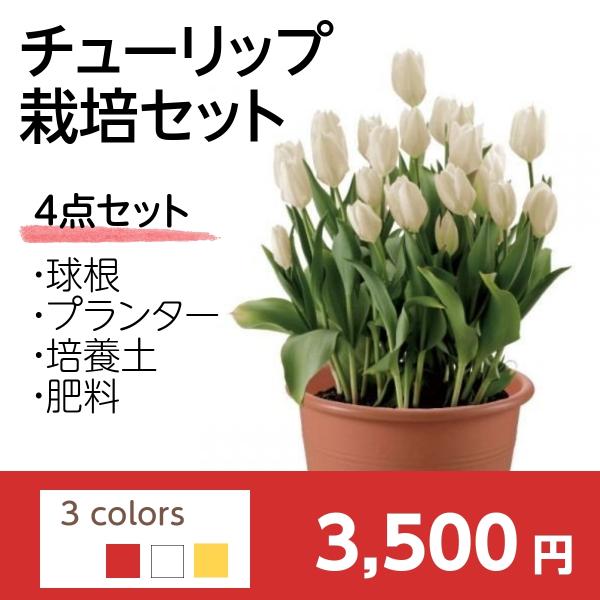 送料無料 球根 栽培セット プランター 培養土 肥料 球根 北越農事yahoo ショップ 通販 Yahoo ショッピング