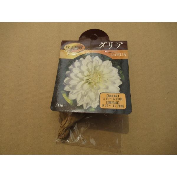 球根 ダリア 巨大輪咲 白 1球 北越農事yahoo ショップ 通販 Yahoo ショッピング