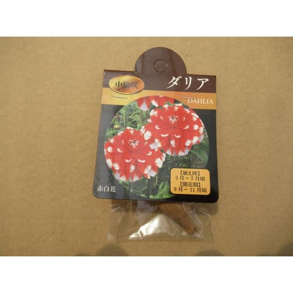 見事な ダリア球根 エジンバラ 一球 植物 観葉植物