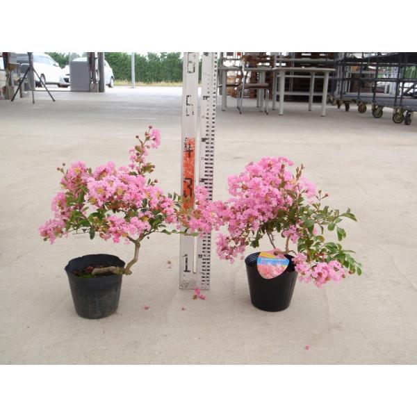 送料無料 矮性サルスベリ苗木 サマー サマー 桃色 4 5号鉢 Buyee Servicio De Proxy Japones Buyee Compra En Japon