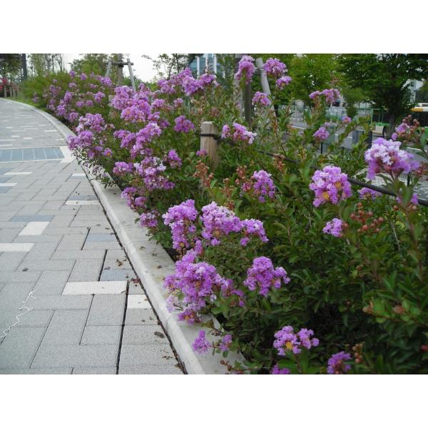 送料無料 サルスベリ苗木 パープルクィーン 紫 6号鉢 Buyee Buyee Jasa Perwakilan Pembelian Barang Online Di Jepang