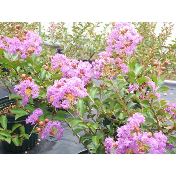 送料無料 矮性サルスベリ苗木 パープルクィーン 紫 4 5号鉢 Buyee Buyee Japanese Proxy Service Buy From Japan Bot Online