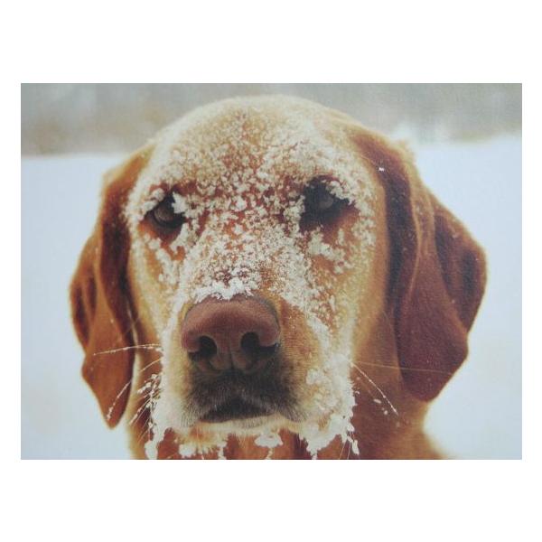 nCAG nC G nCABIGJ[hXm[hbO[֑Ή@ nC yY yY ݂₰