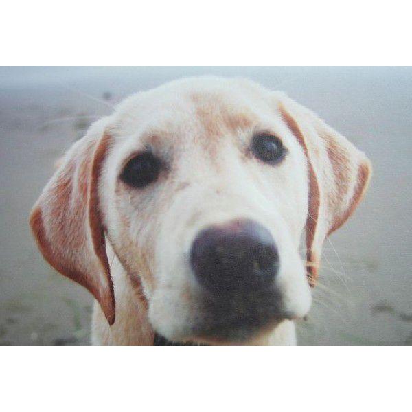 nCAG nC G nCABIGJ[hDOG Abv[֑Ή@ nC yY yY ݂₰