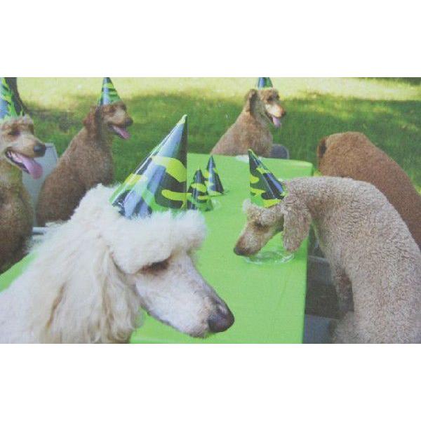 nCAG nC G nCA apJ[h DOG Party [֑Ή@ nC yY yY ݂₰