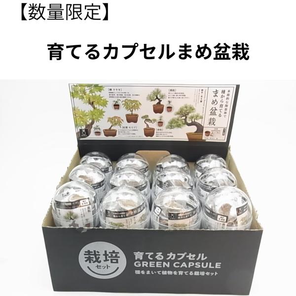 手のひらで育てる、日本の小さな大自然「育てるカプセル まめ盆栽」は、古くから日本で愛されてきた盆栽の美しさを、気軽に楽しめる栽培キットです。まるで「おみくじ」のようなワクワク感で、カプセルを開けるまでどの木に出会えるかわかりません。セットに...