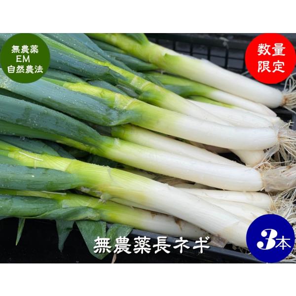 無農薬 EM農法 長ネギ(長葱 ながねぎ 長ねぎ ねぎ 根深 葉）【無農薬 長ねぎ  石川県産・ＥＭ菌】化学肥料や除草剤や農薬は一切使用しなく栽培しました。産地直送でお送り致します。畑から採れたて葉っぱ付きで出荷です。