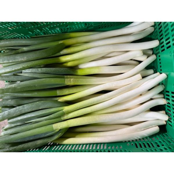 有機栽培 Organic　オーガニック EM農法 長ネギ(長葱 ながねぎ 長ねぎ ねぎ 根深 葉）【JAS認証 長ねぎ  石川県産・ＥＭ菌】化学肥料や除草剤や農薬は一切使用しなく栽培しました。産地直送でお送り致します。畑から採れたて葉っぱ付...