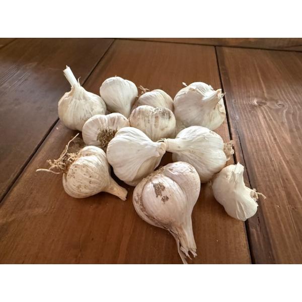 無農薬 EM農法 にんにく(にんにく Garlic）【無農薬 超小粒ニンニク  石川県産・ＥＭ菌】化学肥料や除草剤や農薬は一切使用しなく栽培しました。産地直送でお送り致します。畑から採れたて出荷です。1個10g程度の超小粒になります。農薬や...