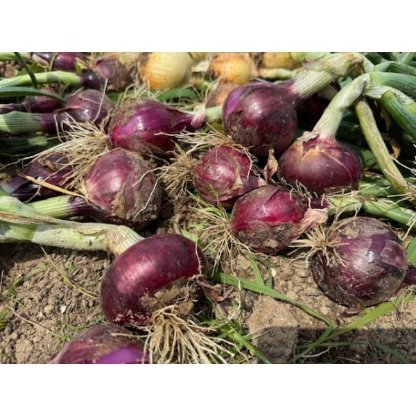 無農薬玉ねぎ（レッドオニオン）1ｋｇ