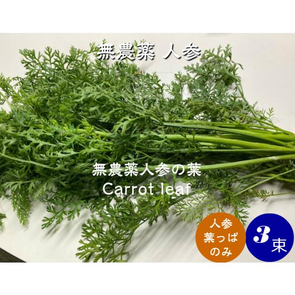無農薬 EM農法 人参の葉 【葉っぱのみ】【クール発送】（にんじん）1