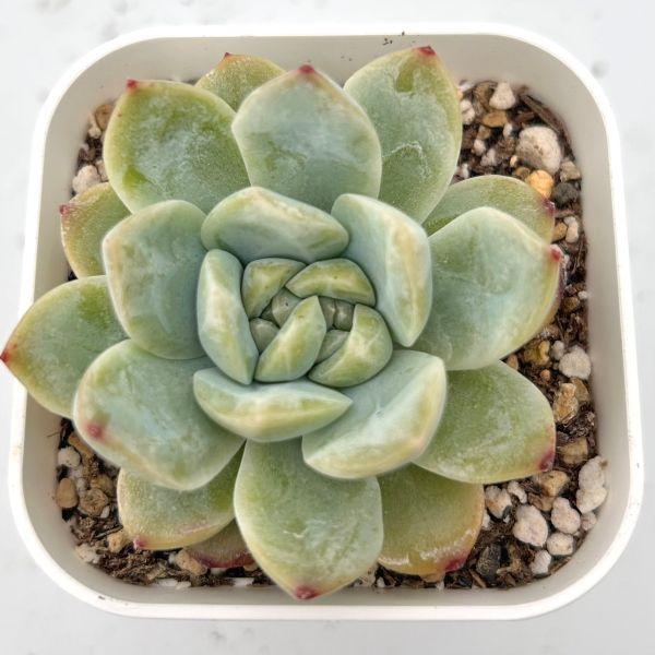 多肉植物 エケベリア ドライアイス 7.5cmポット苗 : ハニーミント