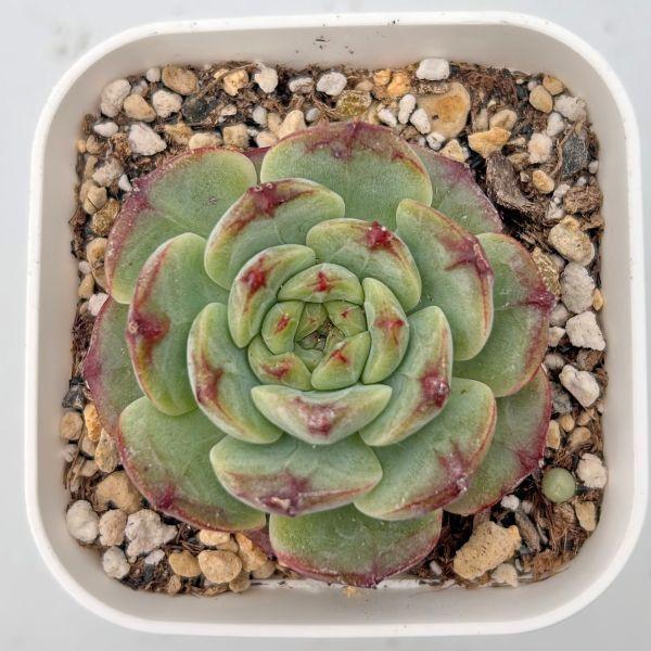 多肉植物 エケベリア ポメグラネートジェニー 7.5cmポット苗 : ハニー