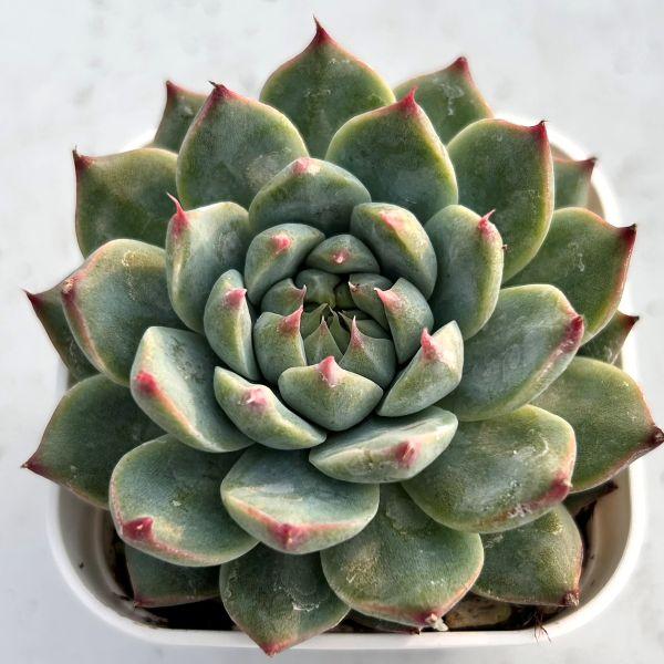 多肉植物　レア　アニー　韓国苗 多肉植物 エケベリア アンナジェニー 7.5cmポット苗 : ハニーミント