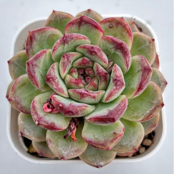 グレーと赤の多肉植物 中型*3 グレーと赤の多肉植物 中型*3 エケベリア