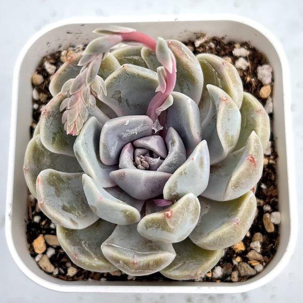 Top【選抜株】多肉植物　361474スノー エッセンス　80個　鉢無し 多肉植物 エケベリア スノービューティー 7.5cmポット苗 : ハニー