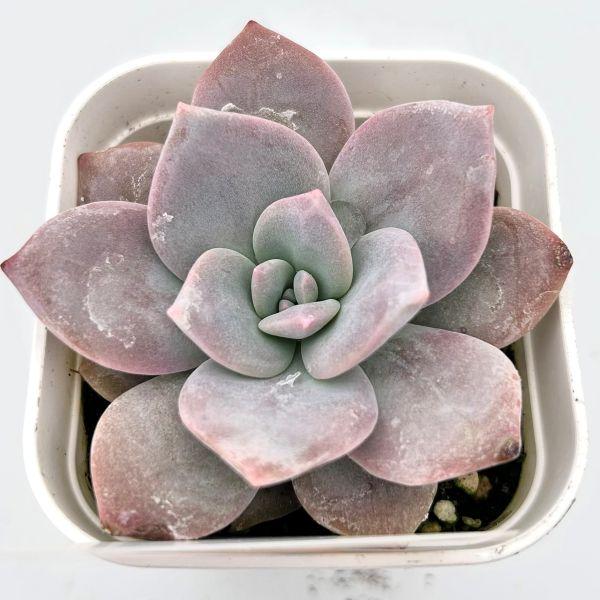 多肉植物 エケベリア ブラックティー 7.5cmポット苗 : ハニーミント