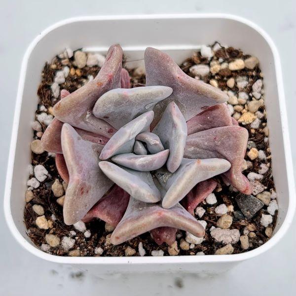 多肉植物 エケベリア スノーエルフ 7.5cmポット苗 : ハニーミント