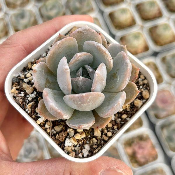 多肉植物 エケベリア ホワイトティー 7.5cmポット苗 : ハニーミント