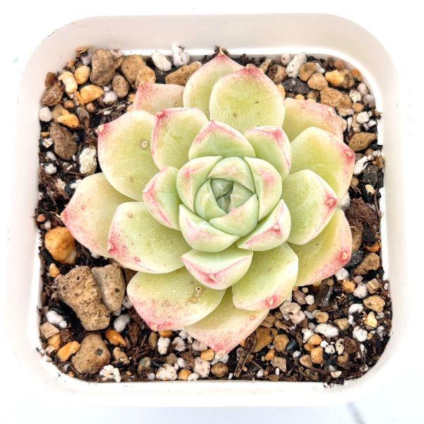 多肉植物　韓国苗　パンドラhyb　抜き苗 多肉植物 韓国苗 パンドラhyb 抜き苗 多肉植物 エケベリア パンドラ