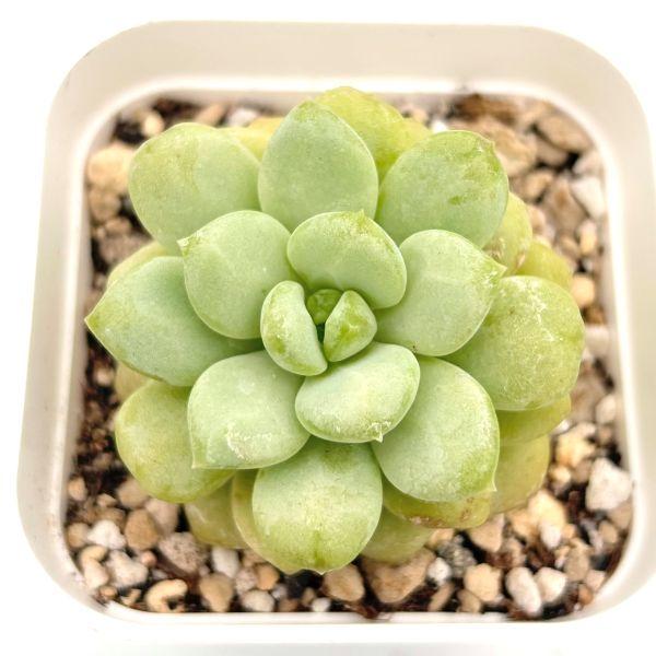 多肉植物 エケベリア サンシャインローズ 7.5cmポット苗 : ハニー