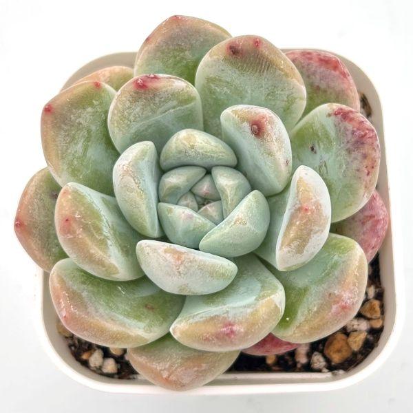 育てやすく比較的育てやすそうな多肉植物を選んでいます。スリット鉢に入った発根苗をお送りします。サイズ：2.5寸鉢※写真は見本です。実際のお届けの苗と大きさ、姿が異なることがございます。※子が付いている写真の場合は子が付いていないものが届くこ...