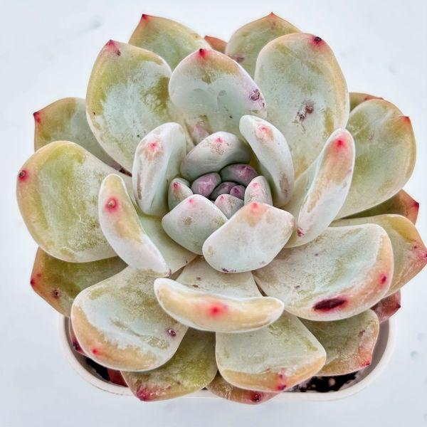 育てやすく比較的育てやすそうな多肉植物を選んでいます。スリット鉢に入った発根苗をお送りします。サイズ：2.5寸鉢※写真は見本です。実際のお届けの苗と大きさ、姿が異なることがございます。※子が付いている写真の場合は子が付いていないものが届くこ...