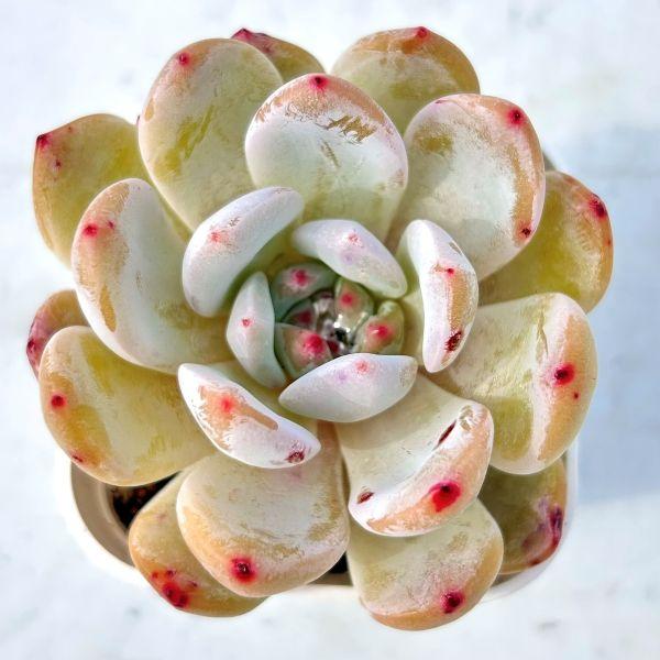 多肉植物 エケベリア ドリーミーオレンジ 7.5cmポット苗 : ハニー