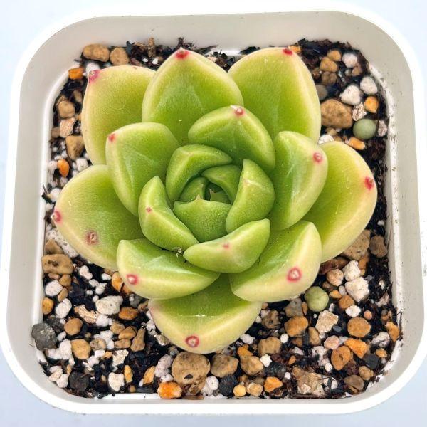 育てやすく比較的育てやすそうな多肉植物を選んでいます。スリット鉢に入った発根苗をお送りします。サイズ：2.5寸鉢※写真は見本です。実際のお届けの苗と大きさ、姿が異なることがございます。※子が付いている写真の場合は子が付いていないものが届くこ...