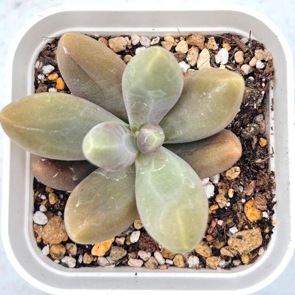 多肉植物 エケベリア キャンディビューティー 7.5cmポット苗 : ハニー