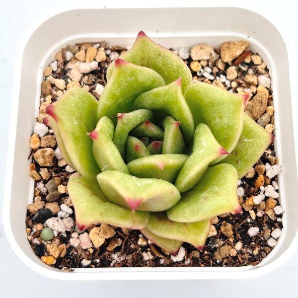 多肉植物 エケベリア ローズローズペトリフィケーション錦 7.5cm