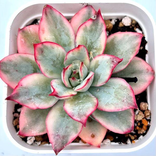 アリエル錦 覆輪綴化 多肉植物