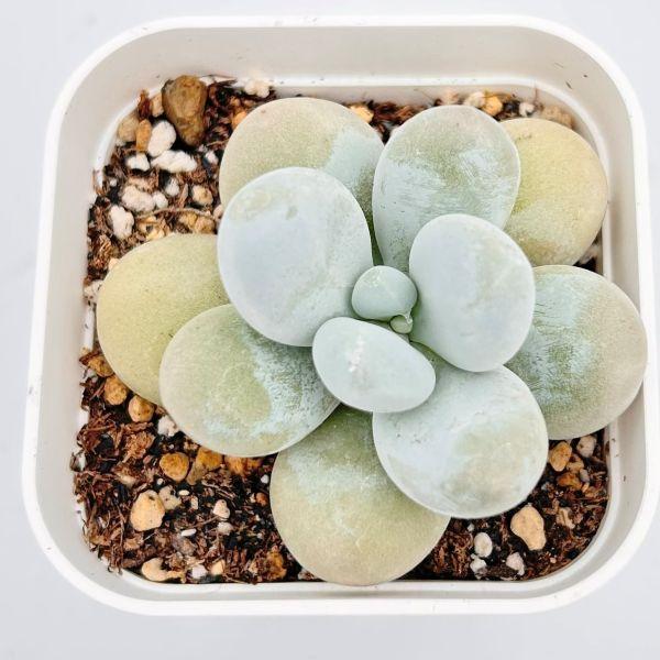 多肉植物 エケベリア チーズ 7.5cmポット苗 : ハニーミント - 通販
