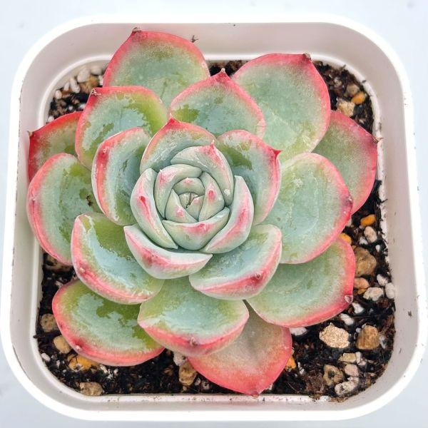 は*ん様 朱子玉 L456×105苗 土付き多肉植物 詰め合わせ エケベリア サ 新入荷 朱子玉 LL1010×105苗 土付き 多肉植物 詰め合わせ