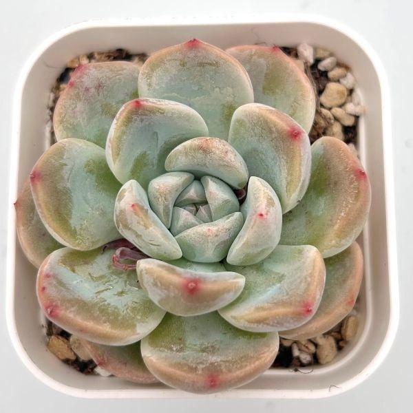 多肉植物 エケベリア ピンクアンバー 7.5cmポット苗 : ハニー