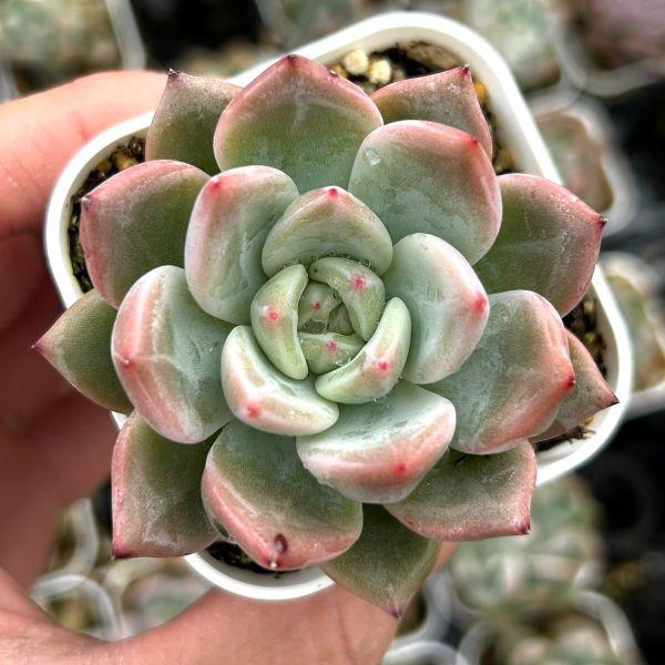 多肉植物 エケベリア Qオレンジ 7.5cmポット苗 : ハニーミント - 通販