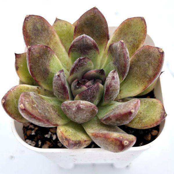 育てやすく比較的育てやすそうな多肉植物を選んでいます。スリット鉢に入った発根苗をお送りします。サイズ：2.5寸鉢※写真は見本です。実際のお届けの苗と大きさ、姿が異なることがございます。※子が付いている写真の場合は子が付いていないものが届くこ...