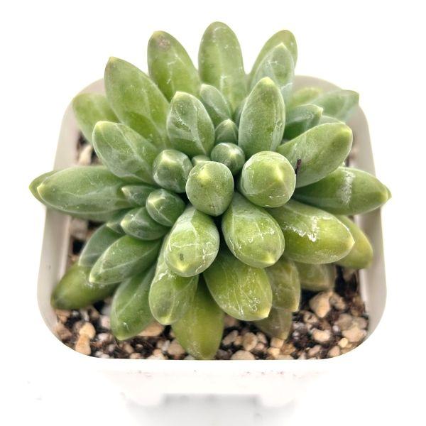 多肉植物 千代田の松