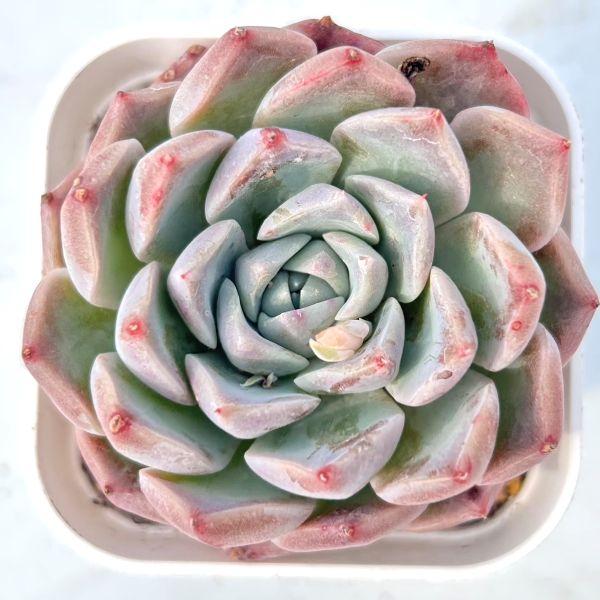 新価格】エケべリア韓国苗 リラシナ X サラヒメ群生 多肉植物