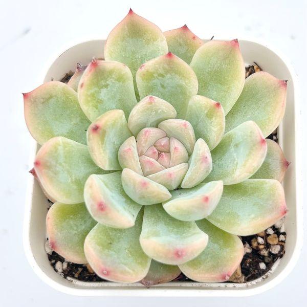 多肉植物　ブルーシャトー　抜き苗　エケベリア ブルーシャトウ | TOMOZOO